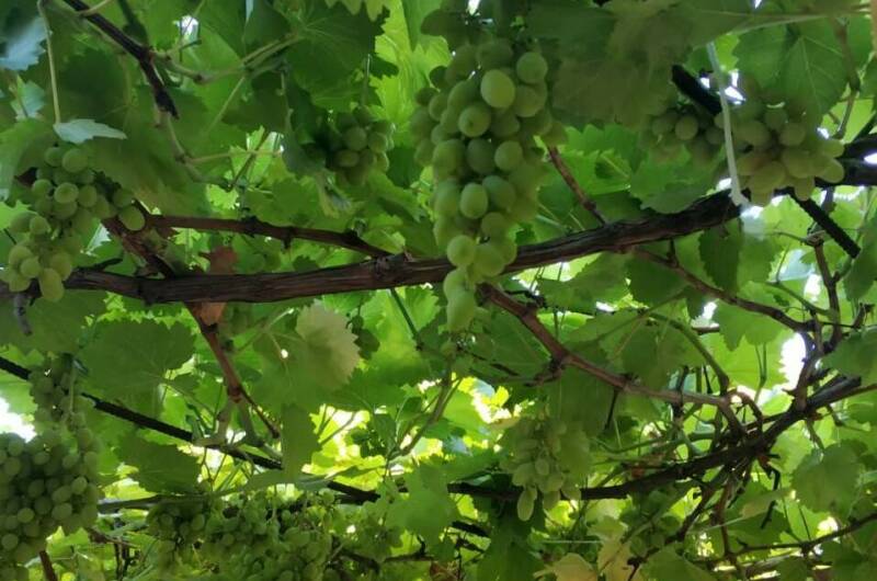 Изображение Изображение гостиницы "Гостевой дом «Светлана»" #7 #7