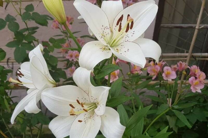 Изображение Изображение отеля / гостиницы "Гостевой дом «Кристина»" #10 #8