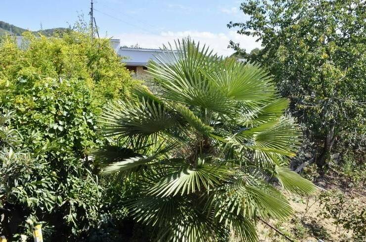 Изображение Изображение гостиницы "Гостевой дом «Эвелина»" #3 #3