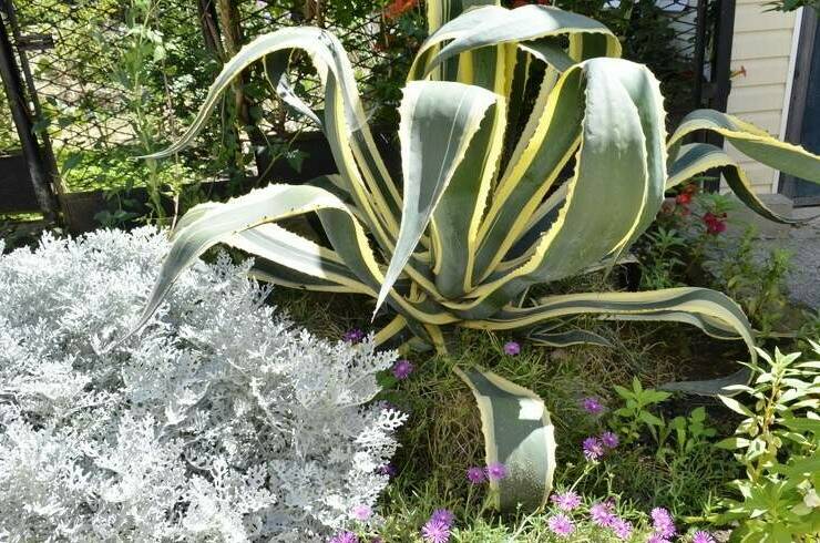 Изображение Изображение гостиницы "Гостевой дом «Эвелина»" #5 #5