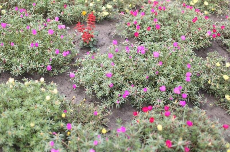 Изображение Изображение гостиницы &quot;Гостевой дом «Стрекоза»&quot; #6 #6