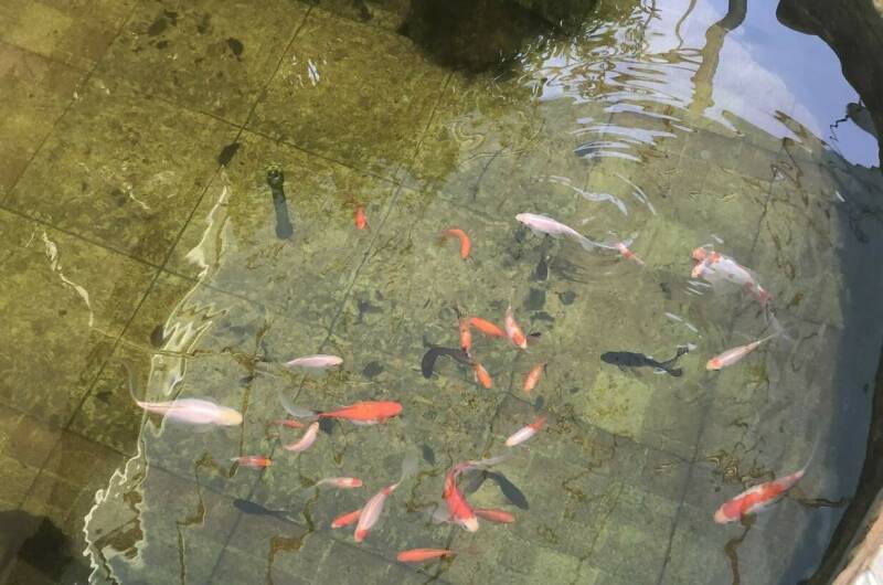 Изображение Изображение гостиницы &quot;Частный сектор на Школьной 20&quot; #8 #8