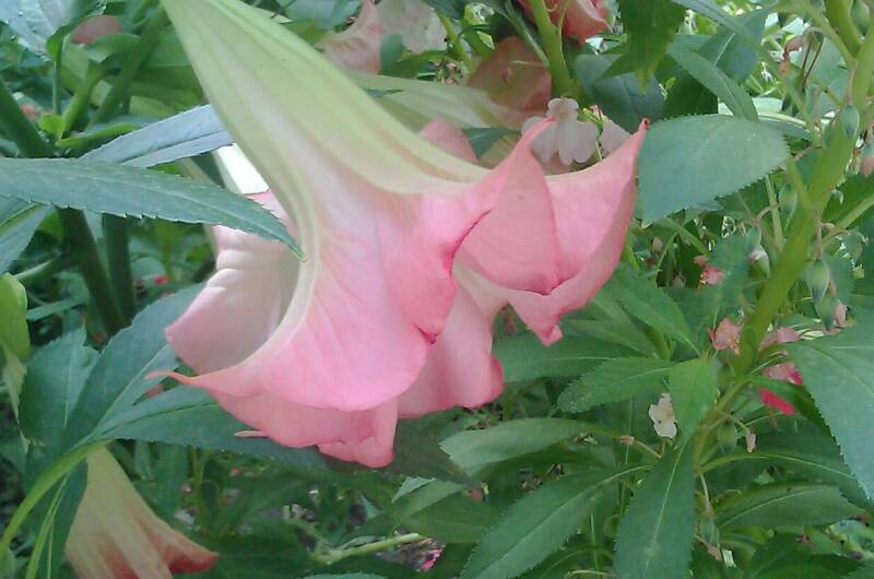 Изображение Изображение гостиницы &quot;Гостевой дом на Головина 29&quot; #7 #7