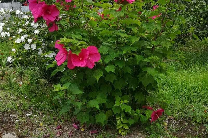 Изображение Изображение гостиницы &quot;Частный сектор «У Сусанны»&quot; #4 #4