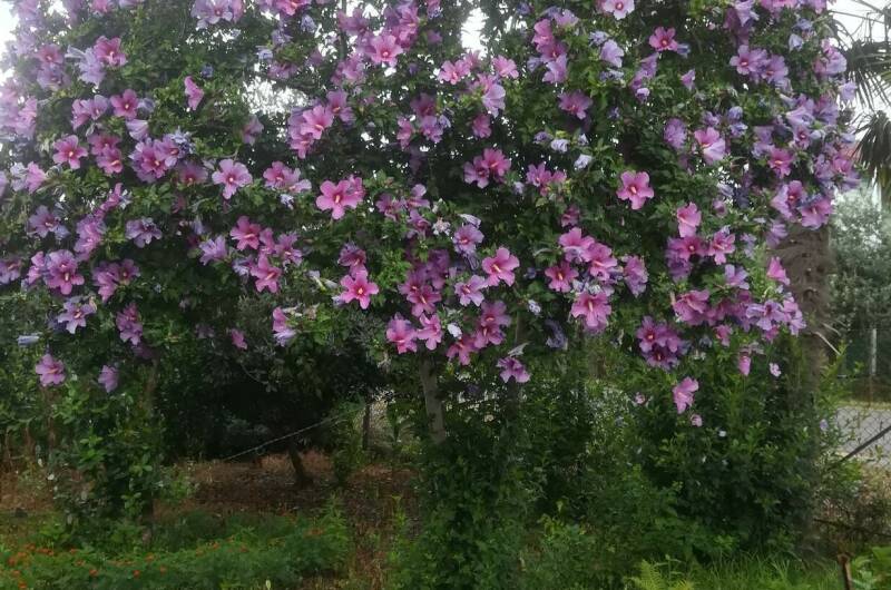 Изображение Изображение гостиницы &quot;Частный сектор «У Сусанны»&quot; #6 #6