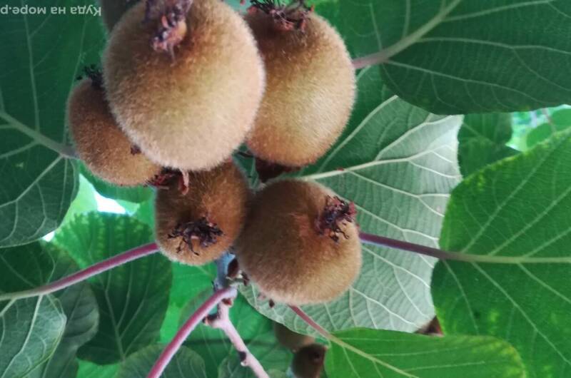 Изображение Изображение отеля / гостиницы "Частный сектор «У Сусанны»" #10 #8