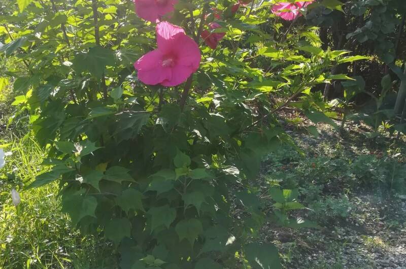 Изображение Изображение отеля / гостиницы "Частный сектор «У Сусанны»" #11 #9