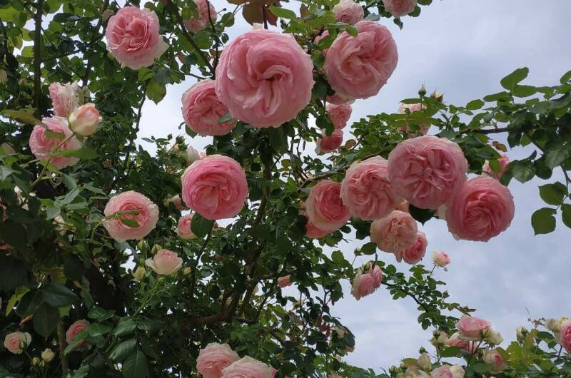 Изображение Изображение гостиницы "Мини-гостиница «Лето Club»" #2 #2