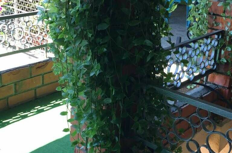 Изображение Изображение отеля / гостиницы "Гостевой дом «Аракс»" #10 #8