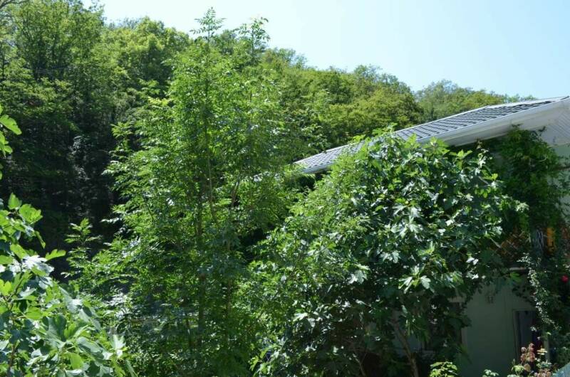 Изображение Изображение отеля / гостиницы "Гостевой дом «Инжир»" #10 #8