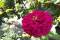 Изображение Изображение отеля / гостиницы "Гостевой дом «Ромашка»" #13 #11