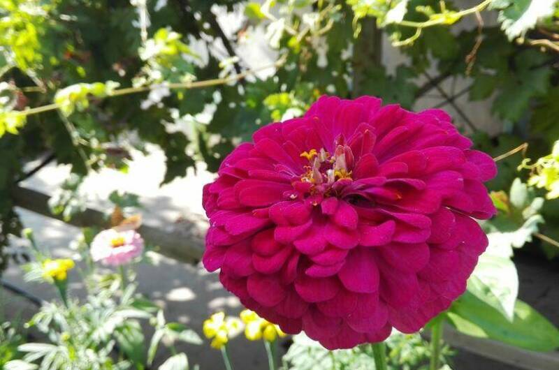 Изображение Изображение гостиницы &quot;Гостевой дом «Ромашка»&quot; #2 #2