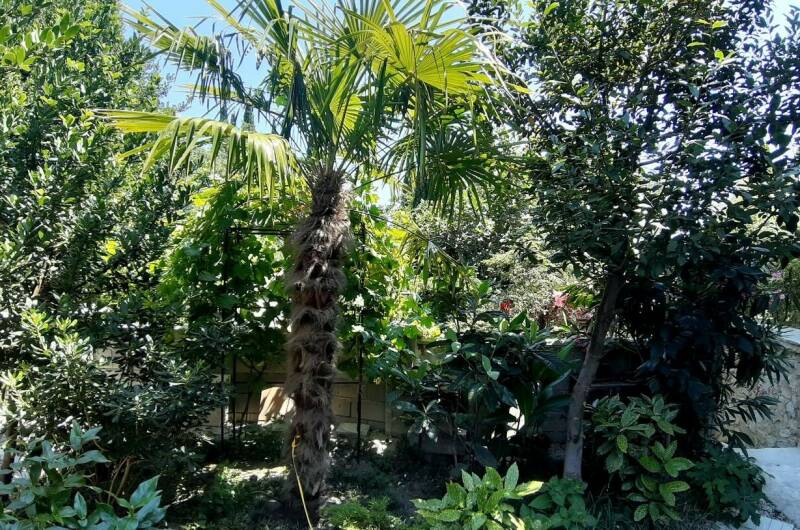 Изображение Изображение отеля / гостиницы "Усадьба «Инжир»" #10 #8