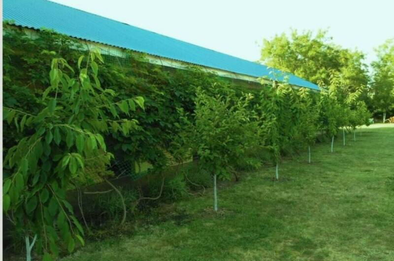 Изображение Изображение гостиницы &quot;Гостевой дом «Азов Холидей»&quot; #5 #5