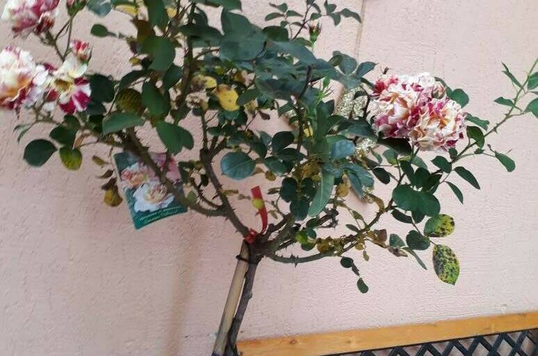 Изображение Изображение отеля / гостиницы "Гостевой дом «В гостях у Джулии»" #11 #9