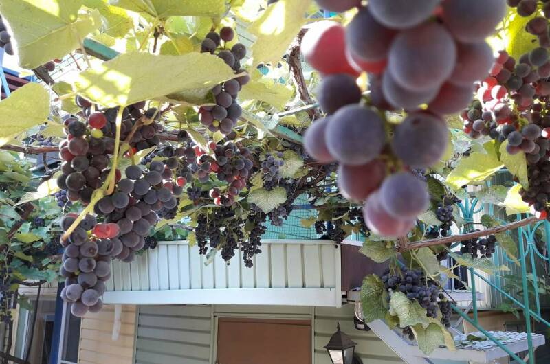 Изображение Изображение отеля / гостиницы "Частный дом «Алина»" #11 #9