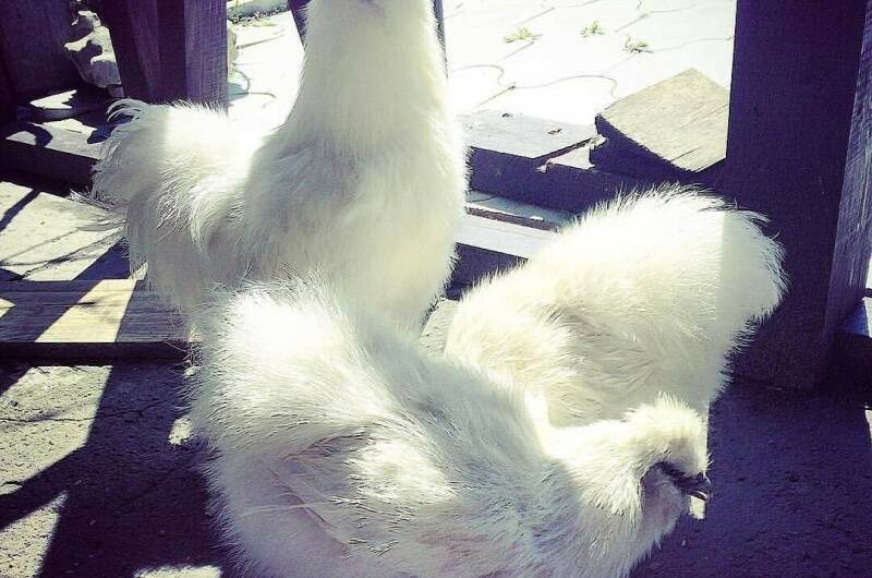 Изображение Изображение отеля / гостиницы "Парк-отель «Вилла Роз»" #11 #9