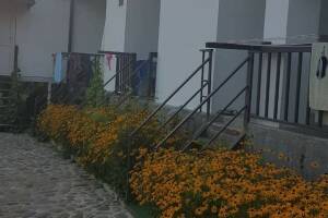 Изображение Гостевой дом «Ореховая роща» #2