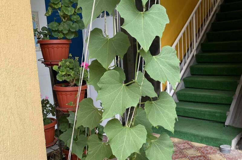 Изображение Изображение отеля / гостиницы "Гостевой дом «Жемчужина»" #11 #9