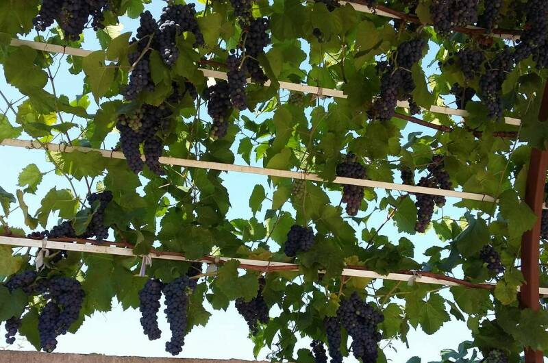 Изображение Изображение отеля / гостиницы "Гостевой дом «Черноморская жемчужина»" #11 #9