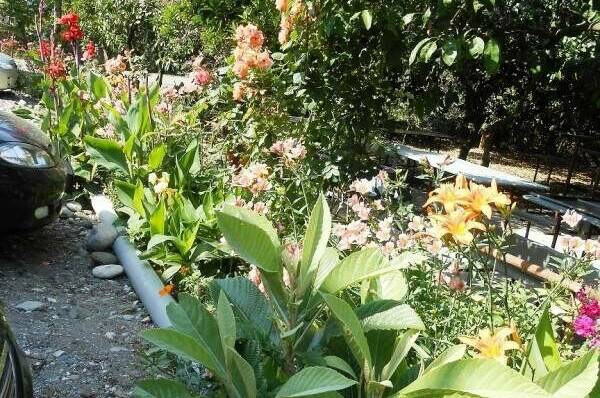 Изображение Изображение гостиницы &quot;Частный сектор «У Ануш»&quot; #5 #5