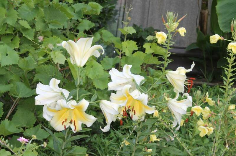 Изображение Изображение отеля / гостиницы "Гостевой дом «Хижина Чука»" #10 #8