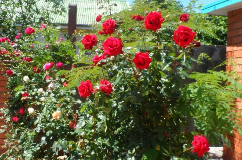 Изображение Изображение отеля / гостиницы "Гостиница «Эллада»" #10 #8