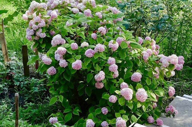 Изображение Изображение гостиницы &quot;Частный сектор «Лидия»&quot; #6 #6