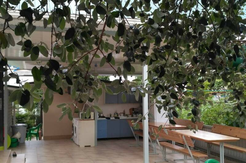 Изображение Изображение гостиницы "Гостевой дом «Фруктовый сад»" #1 #1