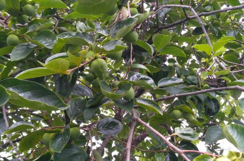 Изображение Изображение гостиницы "Гостевой дом «Фруктовый сад»" #2 #2