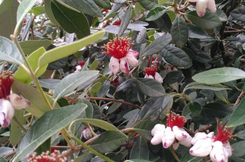 Изображение Изображение гостиницы "Гостевой дом «Фруктовый сад»" #3 #3