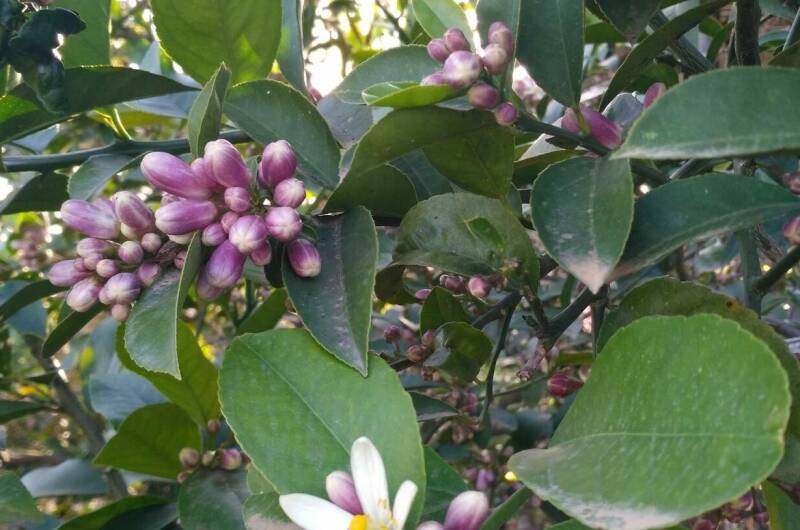 Изображение Изображение гостиницы "Гостевой дом «Фруктовый сад»" #7 #7