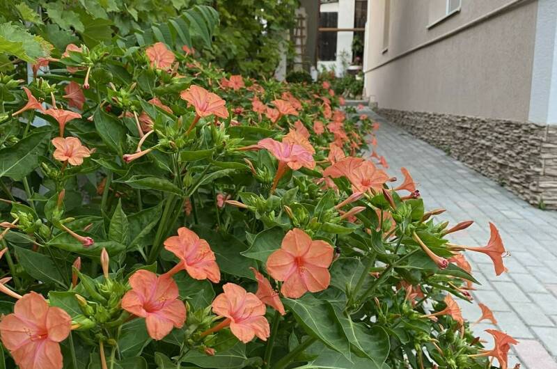 Изображение Изображение гостиницы &quot;Гостевой дом «Blue Бухта»&quot; #1 #1