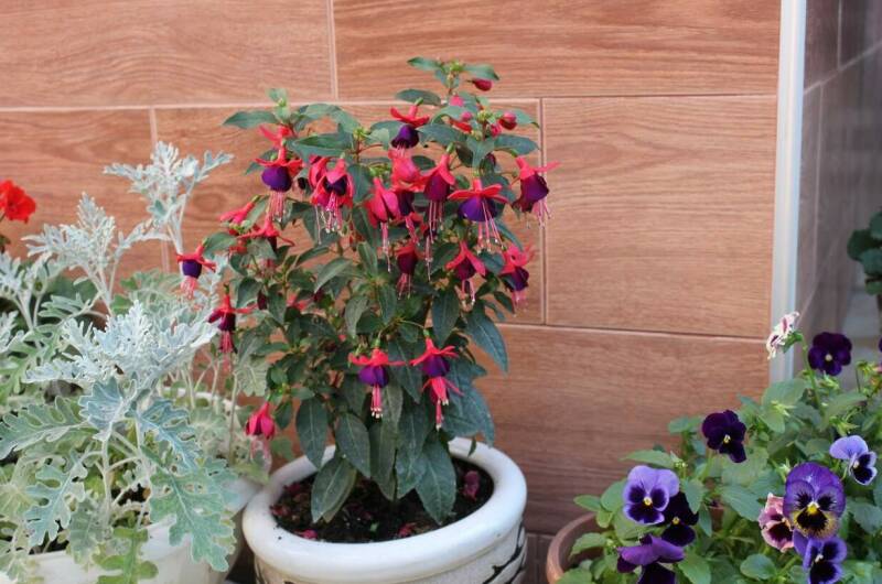 Изображение Изображение гостиницы &quot;Частный дом на Нахимова&quot; #6 #6