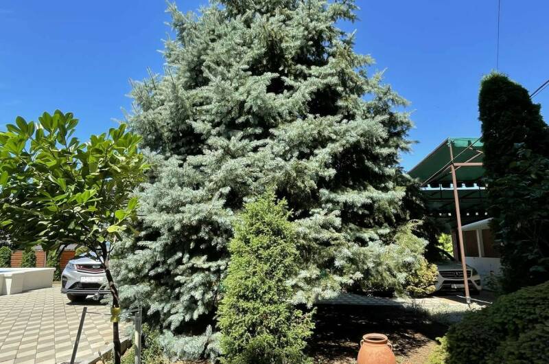 Изображение Изображение гостиницы "Гостевой дом «Фем Ландия» (Guest House Fem Landia)" #8 #8