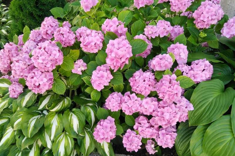 Изображение Изображение гостиницы &quot;Гостевой дом «Оазис»&quot; #3 #3