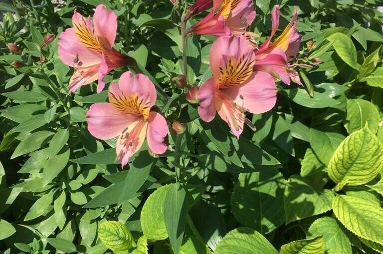 Изображение Изображение гостиницы &quot;Гостевой дом «SoFitel-GagrA»&quot; #3 #3