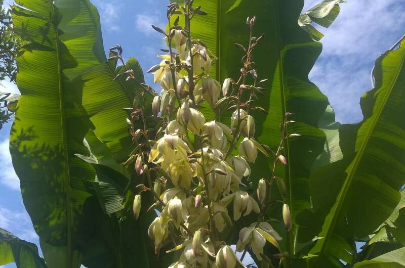 Изображение Изображение гостиницы &quot;Гостевой дом «SoFitel-GagrA»&quot; #6 #6