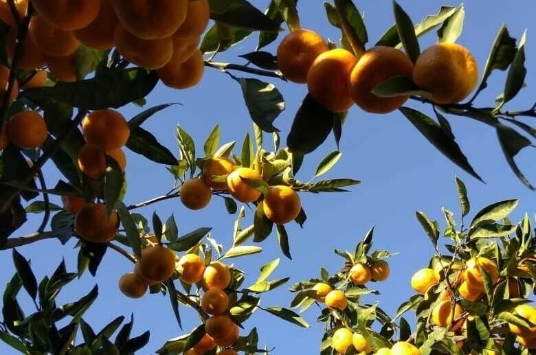 Изображение Изображение гостиницы &quot;Гостевой дом «SoFitel-GagrA»&quot; #7 #7