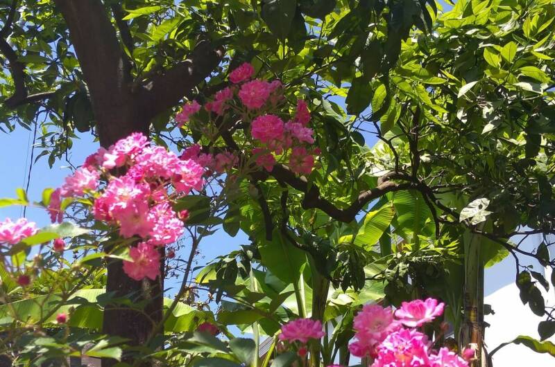 Изображение Изображение гостиницы &quot;Гостевой дом «SoFitel-GagrA»&quot; #8 #8