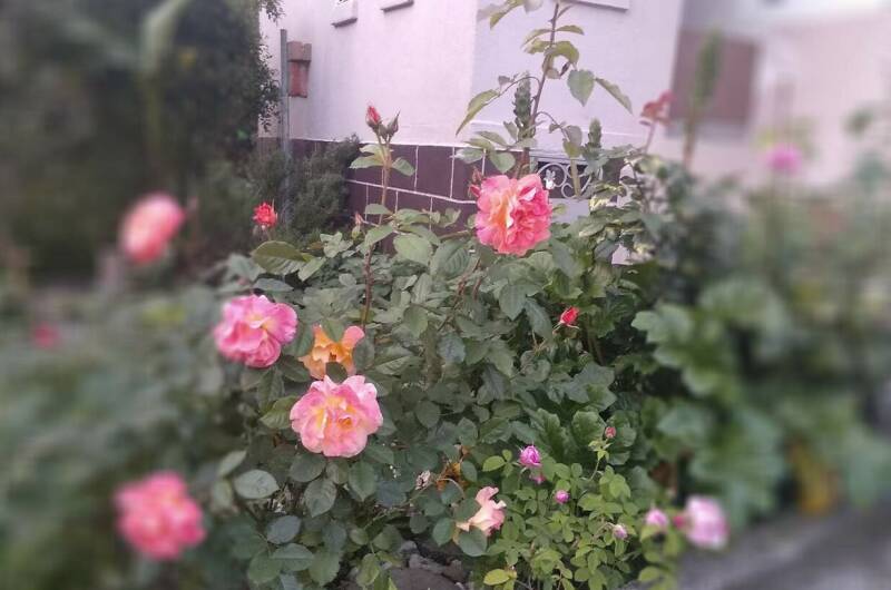 Изображение Изображение отеля / гостиницы "Гостевой дом «SoFitel-GagrA»" #10 #8