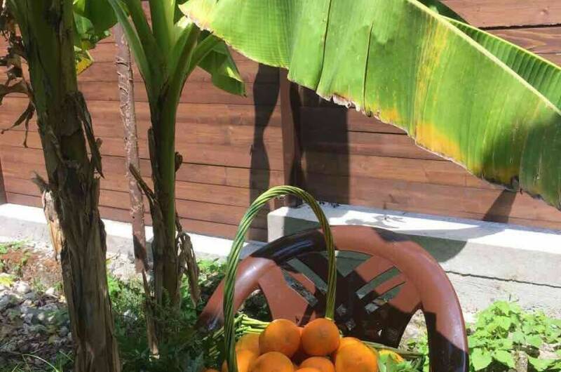 Изображение Изображение отеля / гостиницы "Гостевой дом «SoFitel-GagrA»" #11 #9