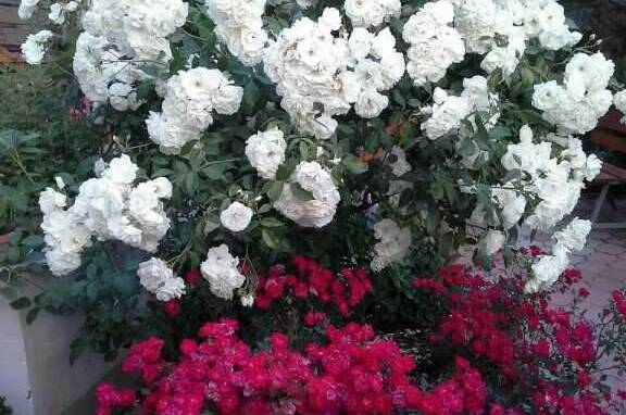 Изображение Изображение гостиницы &quot;Усадьба «Лукоморье»&quot; #8 #8