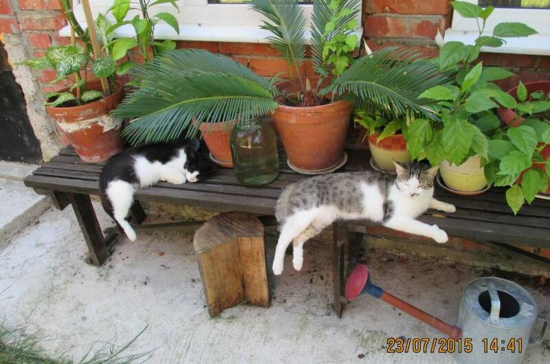 Изображение Изображение гостиницы "Гостевой дом «Старый замок»" #4 #4