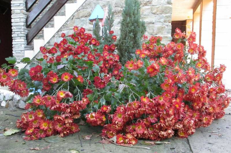 Изображение Изображение гостиницы "Гостевой дом «Старый замок»" #5 #5