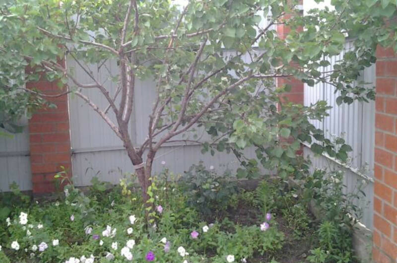 Изображение Изображение гостиницы "Частное домовладение «Здоровый отдых на Средней»" #2 #2