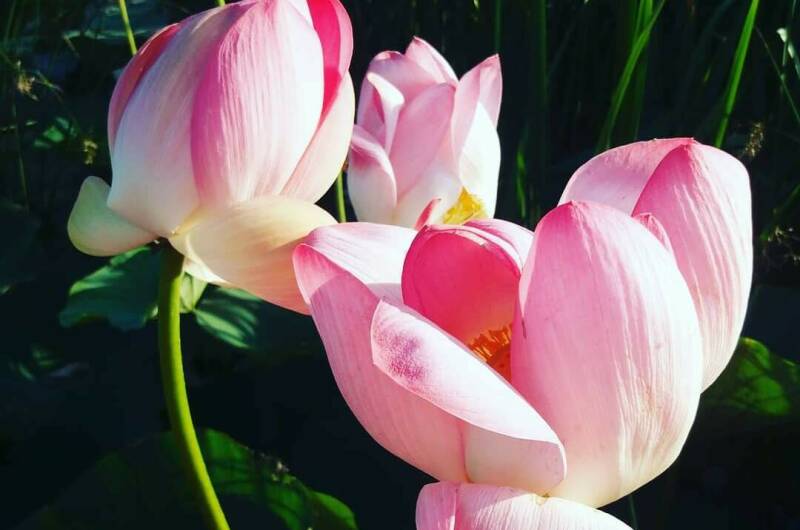 Изображение Изображение гостиницы "Гостевой дом «Орхидея»" #7 #7