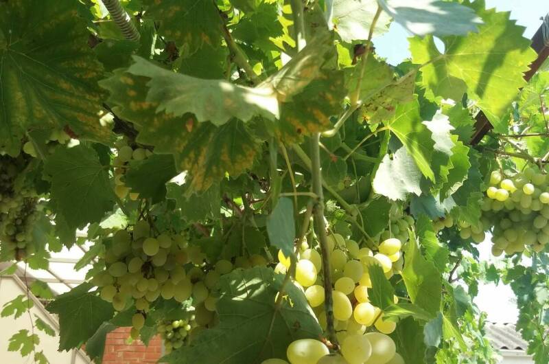 Изображение Изображение гостиницы "Гостевой дом «Орхидея»" #8 #8