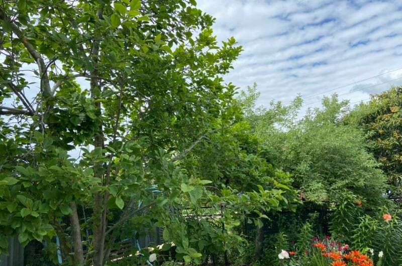 Изображение Изображение гостиницы "Гостевой дом «У Лизы»" #8 #8