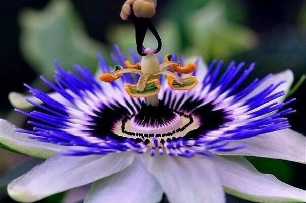 Изображение Изображение гостиницы &quot;Гостевой дом «Пассифлора»&quot; #2 #2